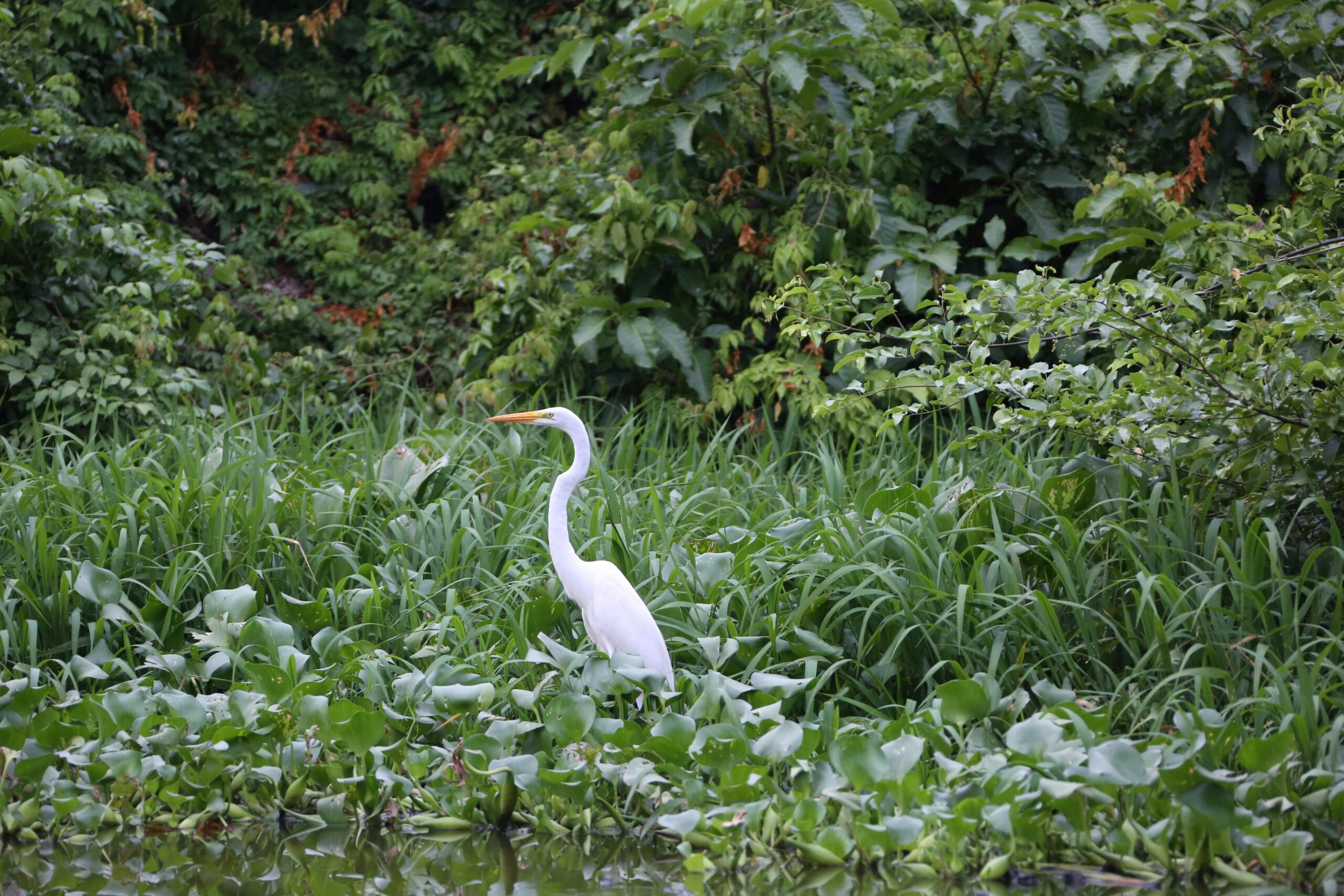 Agents of Habitat