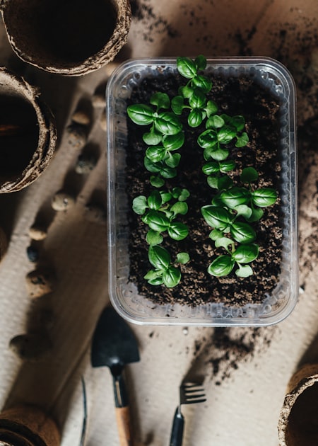 Native Plants for Your Garden