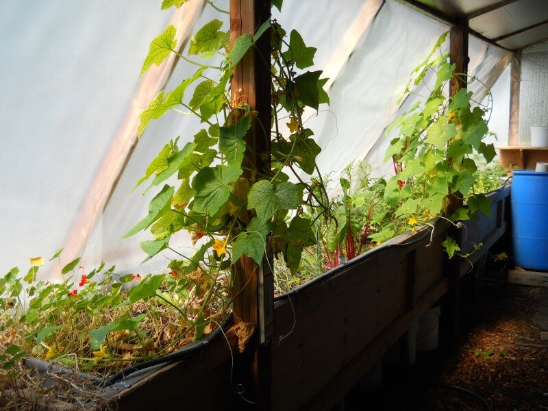 Year-Round Food Production: More Than a Greenhouse