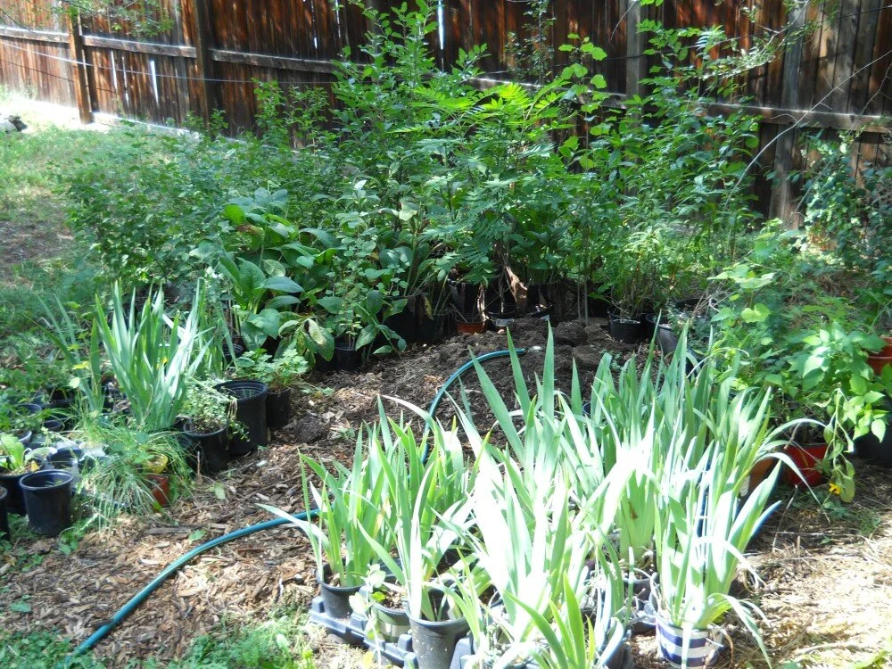Neighborhood Nurseries
