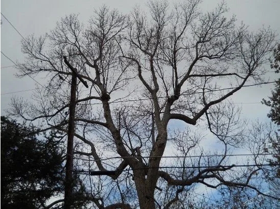 Suburban Forest Islands: Creatively Use and Respond to Change, and Produce No Waste