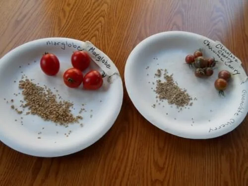 Seed Saving and Line Breeding: Preparing for Climate Change