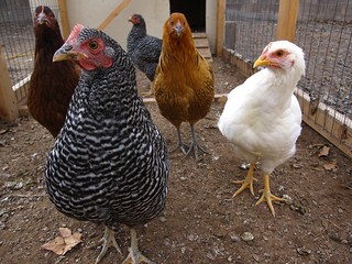 Seasonal Chicken Run