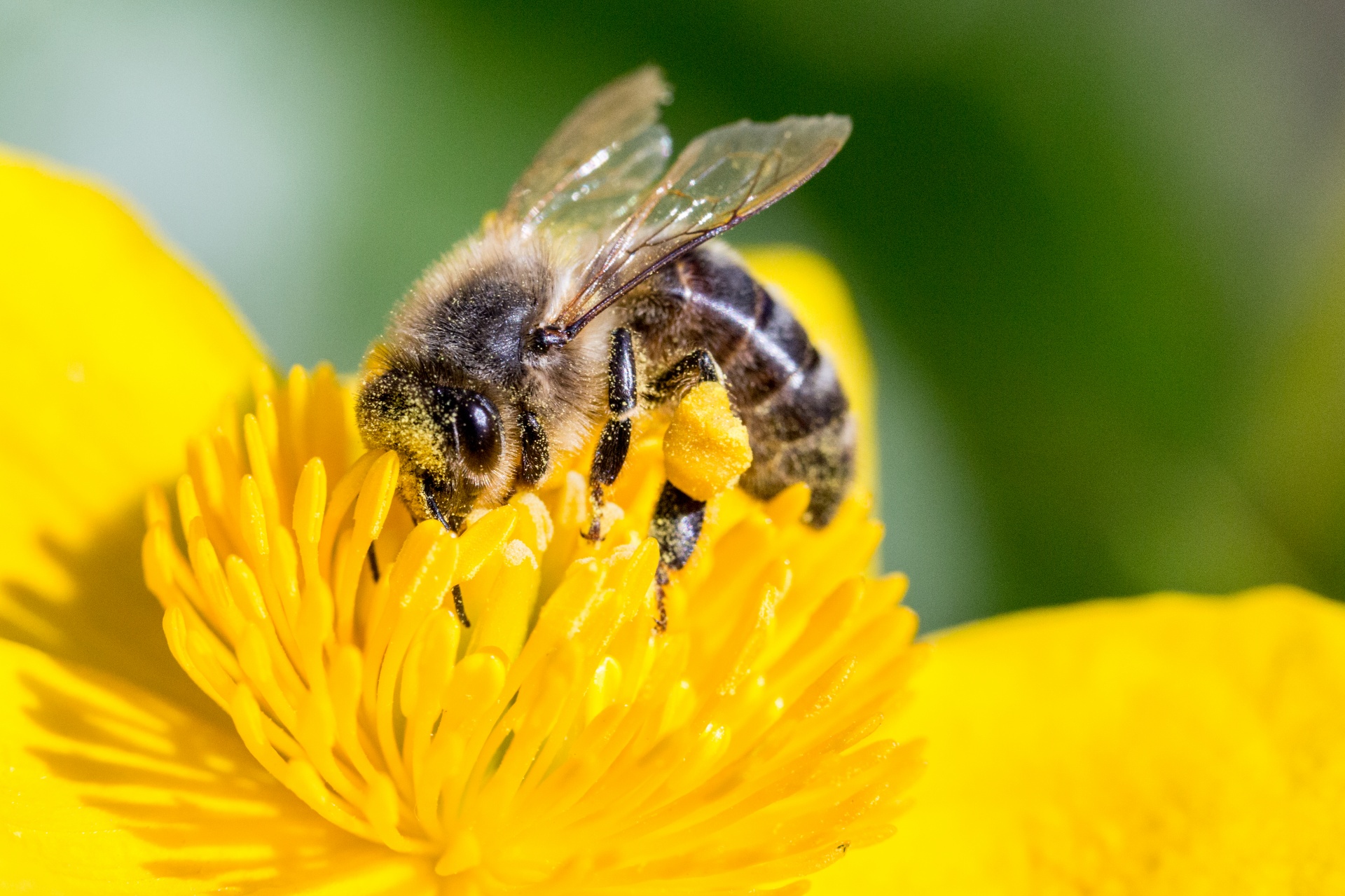 Healthy or Sterile? Creating Biodiverse Systems